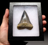 SHX039 - ONE OF OUR LARGEST EVER 3 INCH FOSSIL ISURUS HASTALIS ( EXTINCT WHITE SHARK ) TOOTH FROM RARE SITE IN BELGIUM