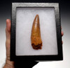 DT5-183 - NEARLY 4 INCH SPINOSAURUS DINOSAUR TOOTH