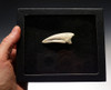 DCX006 - PERFECT COMPLETE SPINOSAURUS DINOSAUR TOE CLAW IN RARE WHITE COLOR