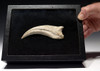 DCX005 - FINEST GRADE RARE 5 INCH SPINOSAURUS DINOSAUR CLAW WITH ZERO FABRICATION