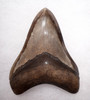 SH6-292 - COLLECTOR GRADE SPOTTED SILVER BRONZE 4.1 INCH MEGALODON SHARK TOOTH