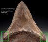 SH6-292 - COLLECTOR GRADE SPOTTED SILVER BRONZE 4.1 INCH MEGALODON SHARK TOOTH
