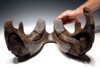 WMX001 - EXTREMELY RARE JUVENILE WOOLLY MAMMOTH MANDIBLE JAW WITH PERFECT MOLAR SET