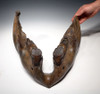 WMX001 - EXTREMELY RARE JUVENILE WOOLLY MAMMOTH MANDIBLE JAW WITH PERFECT MOLAR SET