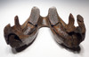 WMX001 - EXTREMELY RARE JUVENILE WOOLLY MAMMOTH MANDIBLE JAW WITH PERFECT MOLAR SET