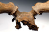 LMX002 - MUSEUM-CLASS ICE AGE RED DEER FOSSIL ANTLER RACK WITH PARTIAL SKULL FROM EUROPE