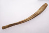 LMX100 - LARGE INTACT CAVE BEAR PENIS BONE FOSSIL BACULUM WITH PERFECT PRESERVATION