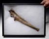 LMX106 - MUSEUM-CLASS CAVE LION COMPLETE INTACT ULNA ARM BONE FROM EUROPE