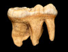 LM40-154 - FINEST LARGE EUROPEAN CAVE BEAR PRIMARY MOLAR WITH FULL ROOT