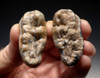 LM40-153 - PAIR OF SUPREME CAVE BEAR (URSUS SPELAEUS) PRIMARY MOLAR FOSSIL TEETH FROM THE FAMOUS DRAGONS CAVE IN AUSTRIA