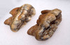 LM40-153 - PAIR OF SUPREME CAVE BEAR (URSUS SPELAEUS) PRIMARY MOLAR FOSSIL TEETH FROM THE FAMOUS DRAGONS CAVE IN AUSTRIA