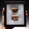 LM40-153 - PAIR OF SUPREME CAVE BEAR (URSUS SPELAEUS) PRIMARY MOLAR FOSSIL TEETH FROM THE FAMOUS DRAGONS CAVE IN AUSTRIA