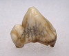 LMX108 - EUROPEAN CAVE HYENA  FOSSIL TOOTH
