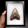 SH6-330 - FINEST GRADE 4.7 INCH MEGALODON TOOTH WITH LIGHT GOLD AND BLUE-GRAY ENAMEL