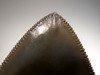 SH6-325 - FINEST GRADE 3.8 INCH MEGALODON SHARK TOOTH WITH STUNNING PRESERVATION