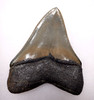 SH6-325 - FINEST GRADE 3.8 INCH MEGALODON SHARK TOOTH WITH STUNNING PRESERVATION