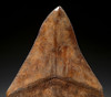 SH6-326 - COLLECTOR GRADE 4.4 INCH MEGALODON SHARK TOOTH WITH STUNNING MOTTLED COPPER ENAMEL