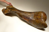 LMX134 - MASSIVE COMPLETE WOOLLY MAMMOTH HUMERUS UPPER ARM BONE WITH RARE PRESERVATION