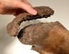 LMX135 - RAREST WOOLLY MAMMOTH COMPLETE ULNA LOWER ARM FOSSIL BONE WITH BOTH ORIGINAL UNOSSIFIED JOINTS