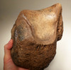 LMX135 - RAREST WOOLLY MAMMOTH COMPLETE ULNA LOWER ARM FOSSIL BONE WITH BOTH ORIGINAL UNOSSIFIED JOINTS