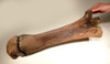 LMX135 - RAREST WOOLLY MAMMOTH COMPLETE ULNA LOWER ARM FOSSIL BONE WITH BOTH ORIGINAL UNOSSIFIED JOINTS