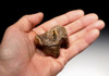 LMX139  - WOOLLY RHINOCEROS FOSSIL MOLAR TOOTH WITH PARTIAL ROOTS