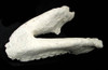 LM1003  - FOSSIL BRONTOTHERIUM FULL LOWER JAW WITH TEETH