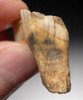 M342 - VERY RARE NEANDERTHAL MOUSTERIAN FLINT KNIFE FOUND WITH FOSSIL REINDEER TOOTH FROM A ROCK SHELTER IN FRANCE