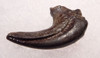 DCX008 - DROMAEOSAUR FOSSIL HAND CLAW FROM A "RAPTOR" DINOSAUR FROM HELL CREEK