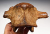 LMX152 - RARE GIANT DEER MEGALOCEROS LUMBAR VERTEBRA WITH SEDIMENT FILLED NEURAL CANAL