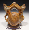 LMX153 - FOSSIL WOOLLY RHINOCEROS CERVICAL NECK VERTEBRA