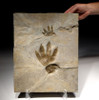 FP001 - EXTREMELY RARE CHIROTHERIUM TRIASSIC FOSSIL TRACKS WITH HAND PRINT AND FOOTPRINT IMPRESSIONS