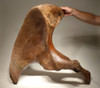 LMX159 - SUPER RARE COMPLETE WOOLLY MAMMOTH PELVIS HALF WITH THE FINEST PRESERVATION SEEN