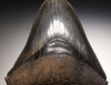 SH6-334 -  INVESTMENT CLASS 5.8 INCH MEGALODON SHARK TOOTH WITH SHARP SERRATIONS AND CHATOYANT ENAMEL