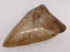 SH6-346 - COLLECTOR GRADE 4.65 INCH GOLD MEGALODON SHARK TOOTH FROM THE LOWER JAW WITH COPPER HIGHLIGHTS