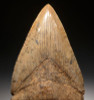 SH6-346 - COLLECTOR GRADE 4.65 INCH GOLD MEGALODON SHARK TOOTH FROM THE LOWER JAW WITH COPPER HIGHLIGHTS