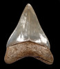 SH6-343 - FINEST GRADE 3.6 INCH SPOTTED BLUE-GRAY MEGALODON SHARK TOOTH