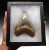 SH6-345 - INVESTMENT GRADE 4 INCH SPOTTED BLUE-GRAY MEGALODON SHARK TOOTH