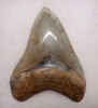 SH6-345 - INVESTMENT GRADE 4 INCH SPOTTED BLUE-GRAY MEGALODON SHARK TOOTH