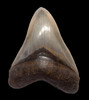 SH6-341 - FINEST GRADE PEARL WHITE AND GOLD 4.25 INCH MEGALODON FOSSIL SHARK TOOTH