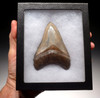 SH6-337 - FINEST GRADE 3.75 INCH MEGALODON SHARK TOOTH WITH MOTTLED BRONZE AND BLUE ENAMEL