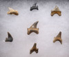 SHX035 - RARE SET OF DINOSAUR ERA CRETACEOUS FOSSIL SHARK TEETH FROM TWO MEDICINE FORMATION