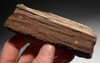 PL109 - RARE TRIASSIC PERMINERALIZED FOSSIL WOOD WITH SPARKLING DRUSY CRYSTALS FROM GERMANY