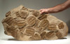 TRX200 - ULTRA RARE EXHIBITION GRADE NATURAL SUPER CONCENTRATION OF SELENOPELTIS TRILOBITES ON LARGE ORIGINAL ROCK LAYER