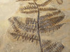 PLXF001 - SUPER RARE GIANT PECOPTERIS TREE FERN FOSSIL FROM THE PERMIAN PERIOD