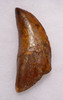 DT2-063 - BEAUTIFUL LARGE 3.5 INCH CARCHARODONTOSAURUS DINOSAUR TOOTH WITH PARTIAL ROOT