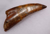 DT2-063 - BEAUTIFUL LARGE 3.5 INCH CARCHARODONTOSAURUS DINOSAUR TOOTH WITH PARTIAL ROOT