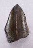 DT19-056 - EDMONTOSAURUS HADROSAUR DINOSAUR TOOTH WITH UNWORN CROWN