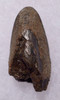 DT70-014 - FINEST LARGE EDMONTOSAURUS HADROSAUR DINOSAUR TOOTH WITH UNWORN CROWN