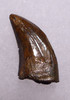 DT6-250 - CHOICE QUALITY ACHERORAPTOR DROMAEOSAUR "RAPTOR" DINOSAUR TOOTH